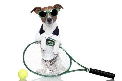 Tennis-dog