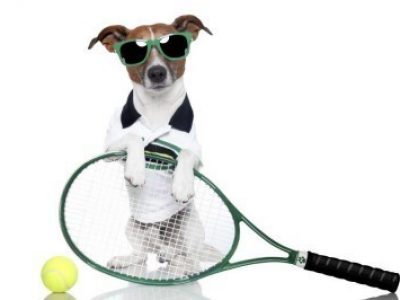 Tennis-dog
