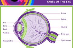 Infographic Parts of the Eye